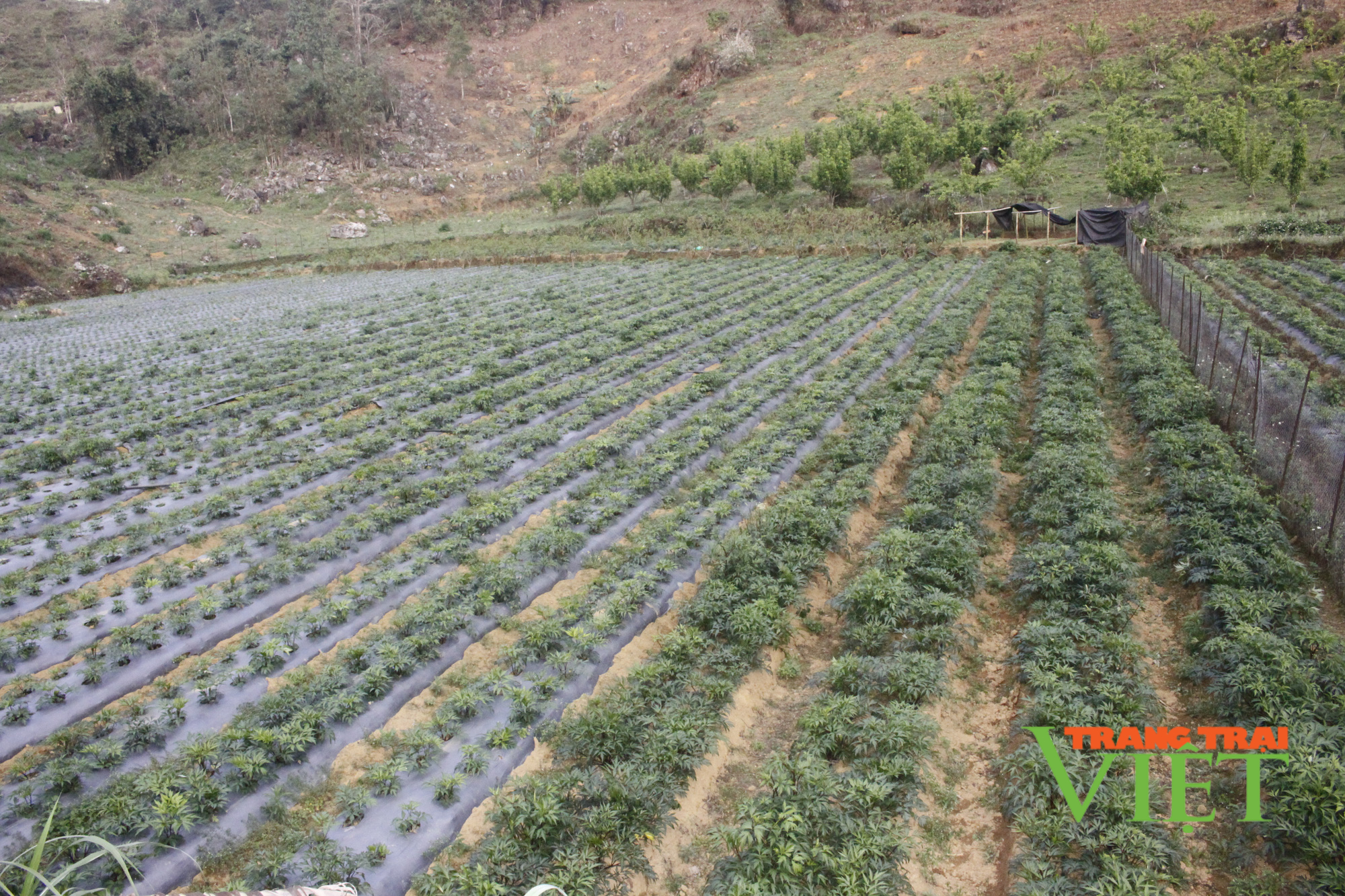 Trồng cây dược liệu quý, 9X dân tộc Mông thu cả trăm triệu đồng/năm - Ảnh 2. Trồng cây dược liệu quý, 9X dân tộc Mông thu cả trăm triệu đồng/năm - Ảnh 2.