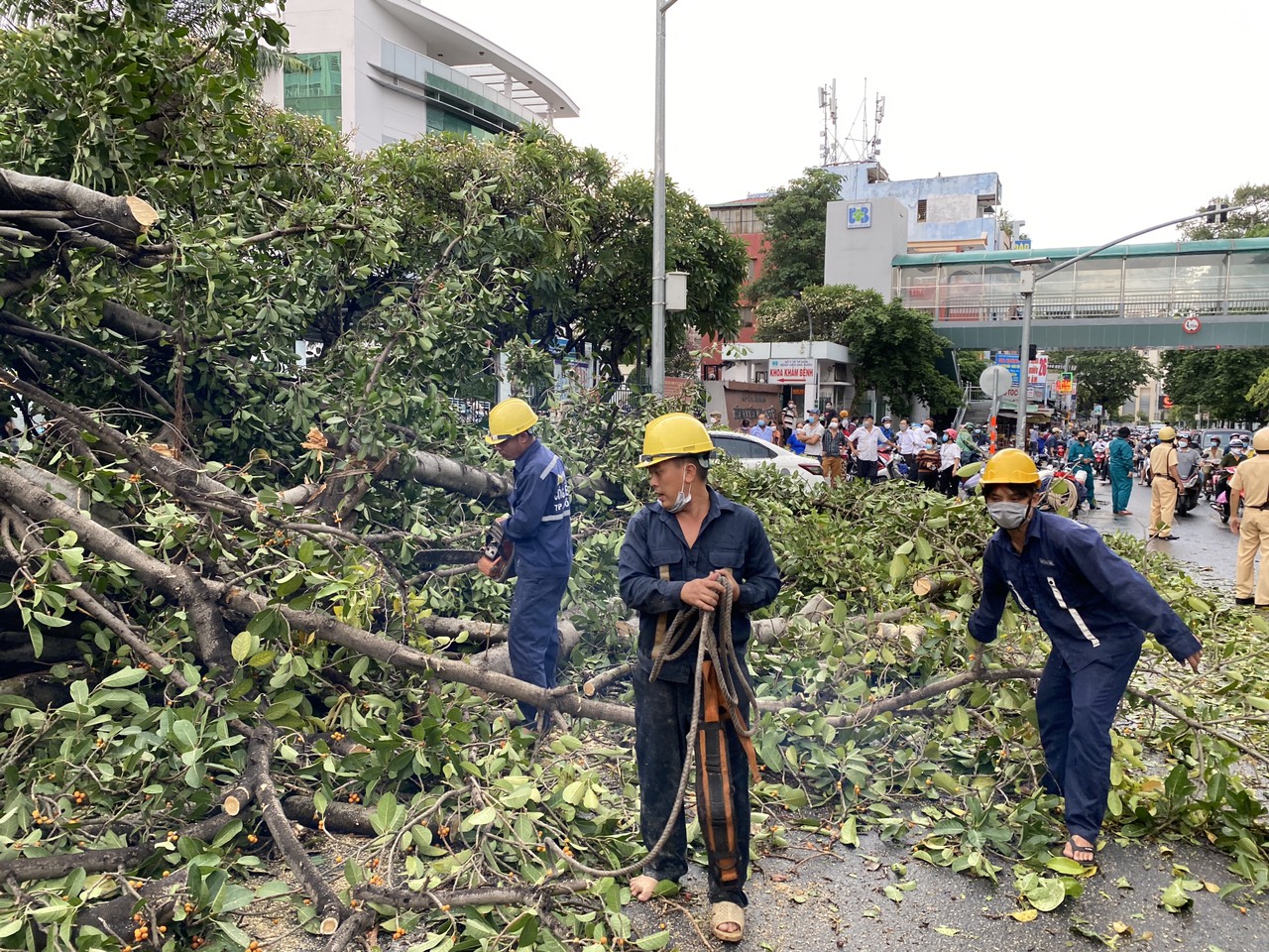 Ảnh: Cây đa cổ thụ bật gốc đổ sập vào 2 tô tô, tài xế may mắn thoát chết - Ảnh 9.