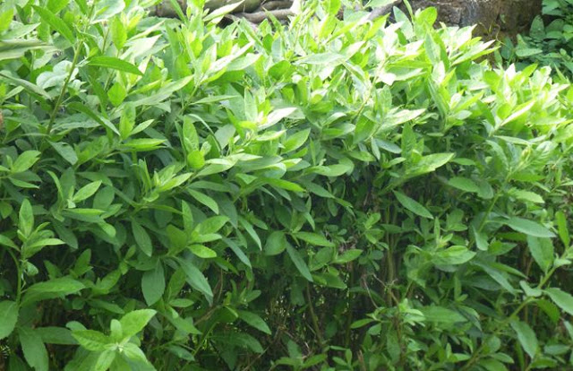3 loại cây dại làm hàng rào, xưa đem đi cho chả ai buồn lấy, nay thành đặc sản được &quot;săn lùng&quot; - Ảnh 10.