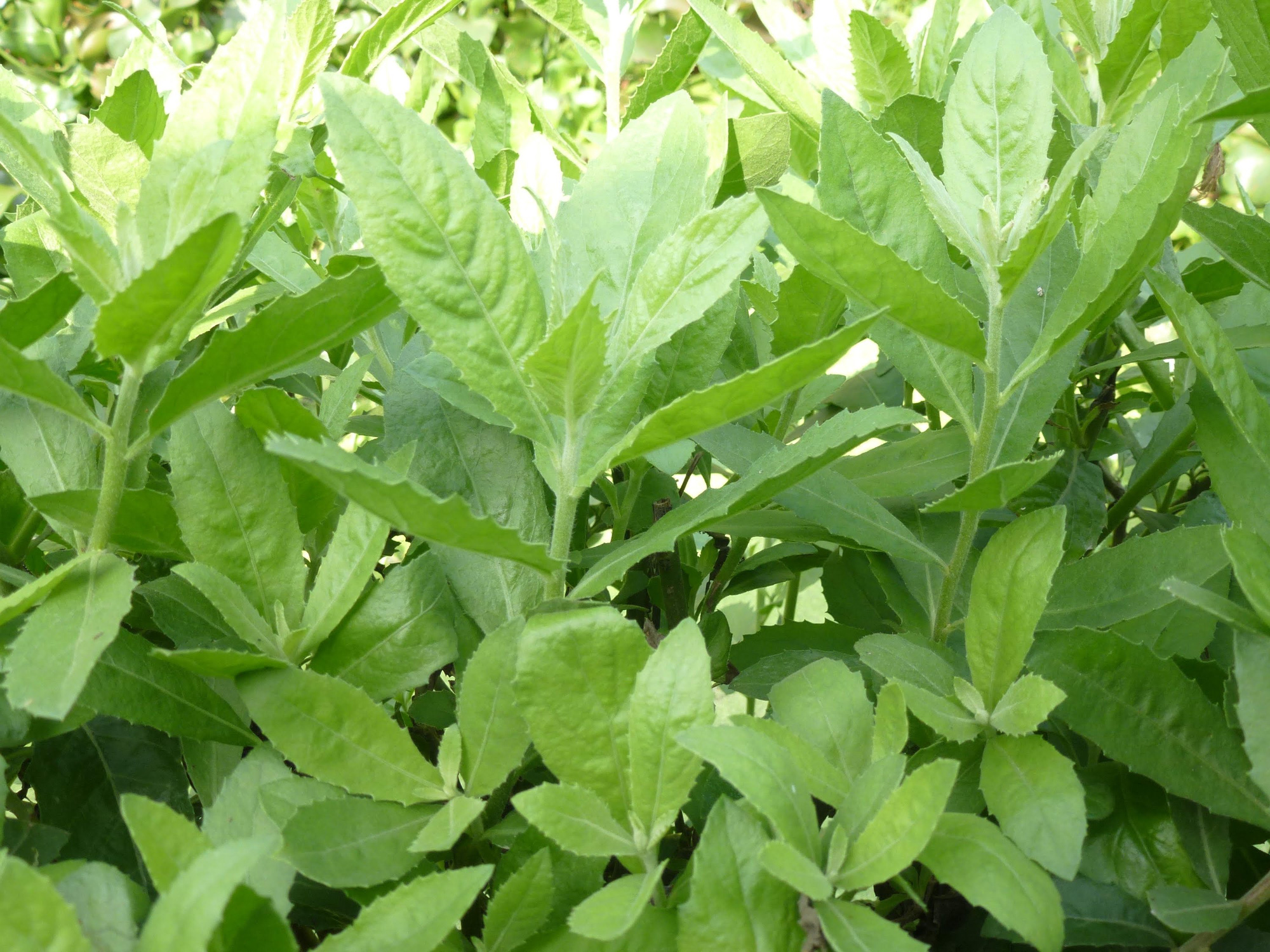 3 loại cây dại làm hàng rào, xưa đem đi cho chả ai buồn lấy, nay thành đặc sản được &quot;săn lùng&quot; - Ảnh 8.