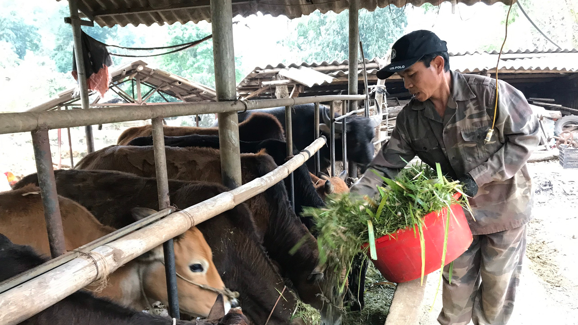 Nông thôn Tây Bắc: Thi đua sản xuất, kinh doanh giỏi ở một xã anh hùng - Ảnh 4.