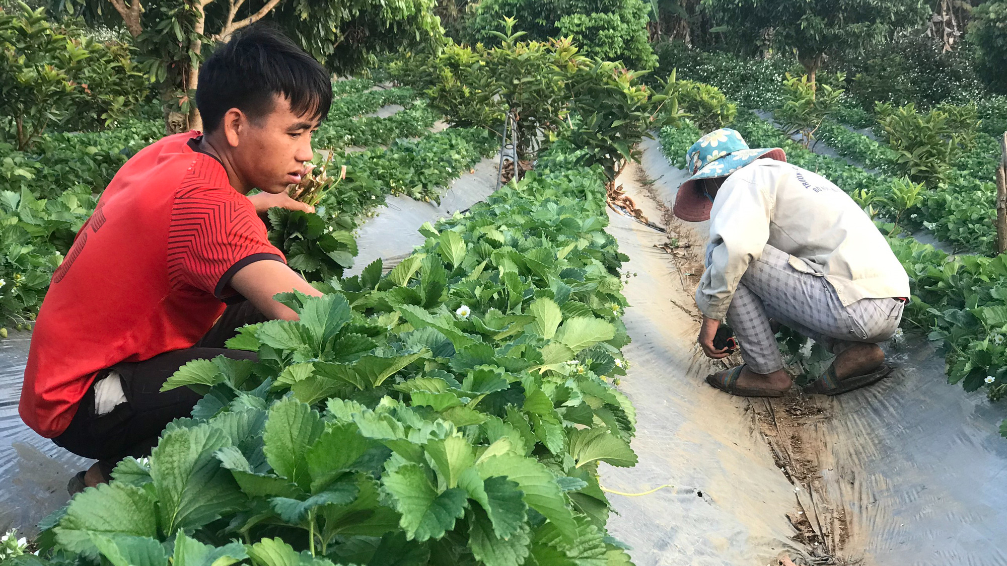 Nông thôn Tây Bắc: Thi đua sản xuất, kinh doanh giỏi ở một xã anh hùng - Ảnh 5.