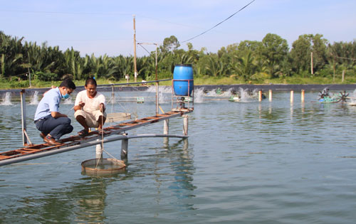 Long An; Giá thức ăn chăn nuôi tăng không biết đâu mà lần, nông dân nuôi tôm đành phải làm điều này - Ảnh 1.