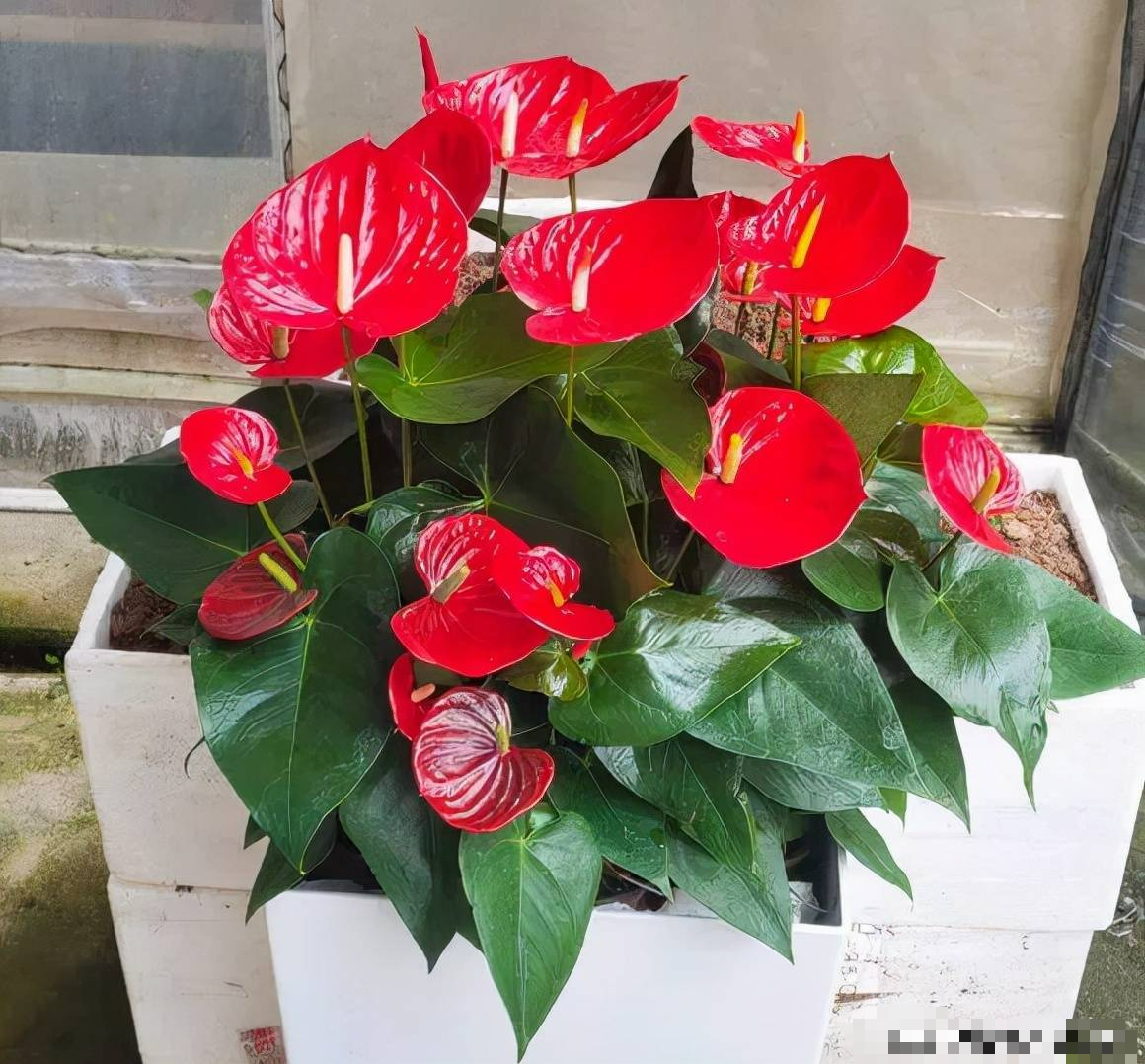 Trồng cây cảnh: 5 vấn đề của &quot;tay mơ&quot;, hiểu rõ trồng cây gì cũng tốt bời bời - Ảnh 4.