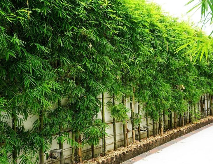 6 loại cây cảnh trồng hàng rào sống lâu nhất, cực dễ chăm sóc, vừa kín vừa nâng tầm đẳng cấp ngôi nhà - Ảnh 7.