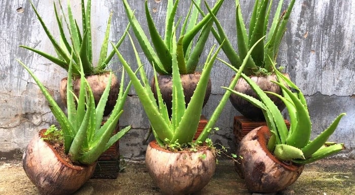 3 loại cây cảnh dễ trồng ở nhà chung cư dành cho hệ người lười nhất trái đất, trồng kiểu gì cũng không tàn - Ảnh 2.