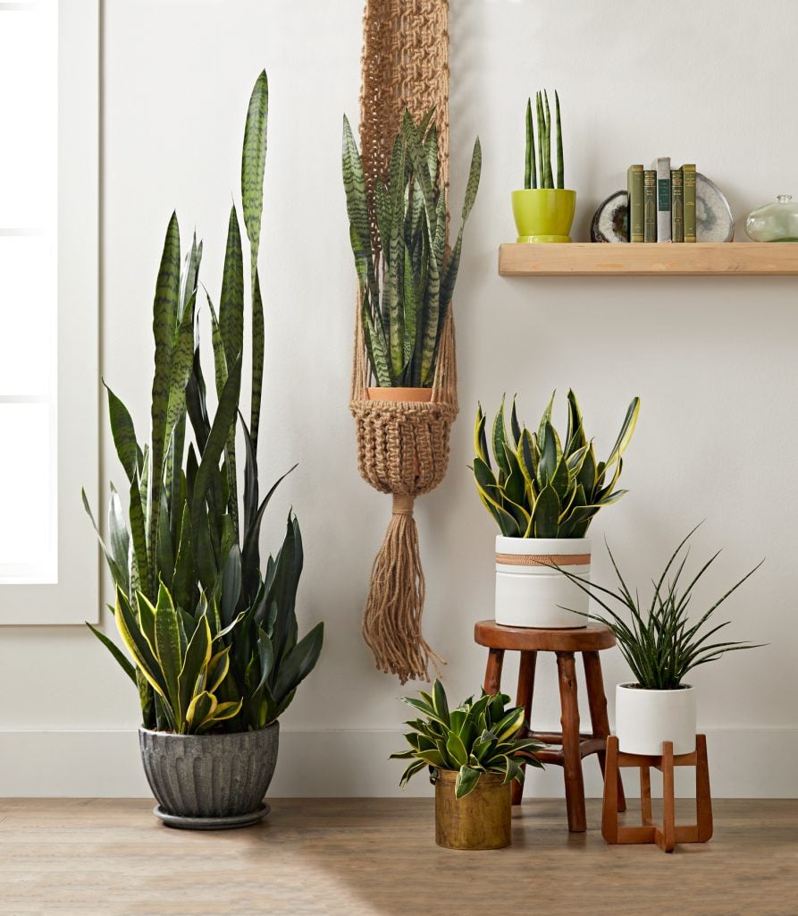 Trồng cây cảnh: 5 vấn đề của &quot;tay mơ&quot;, hiểu rõ trồng cây gì cũng tốt bời bời - Ảnh 2.