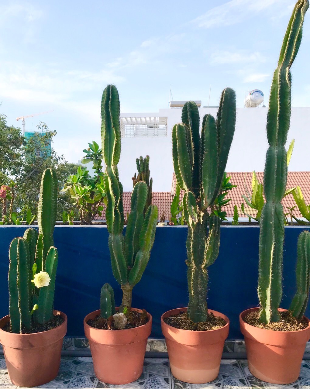 3 loại cây cảnh dễ trồng ở nhà chung cư dành cho hệ người lười nhất trái đất, trồng kiểu gì cũng không tàn - Ảnh 4.