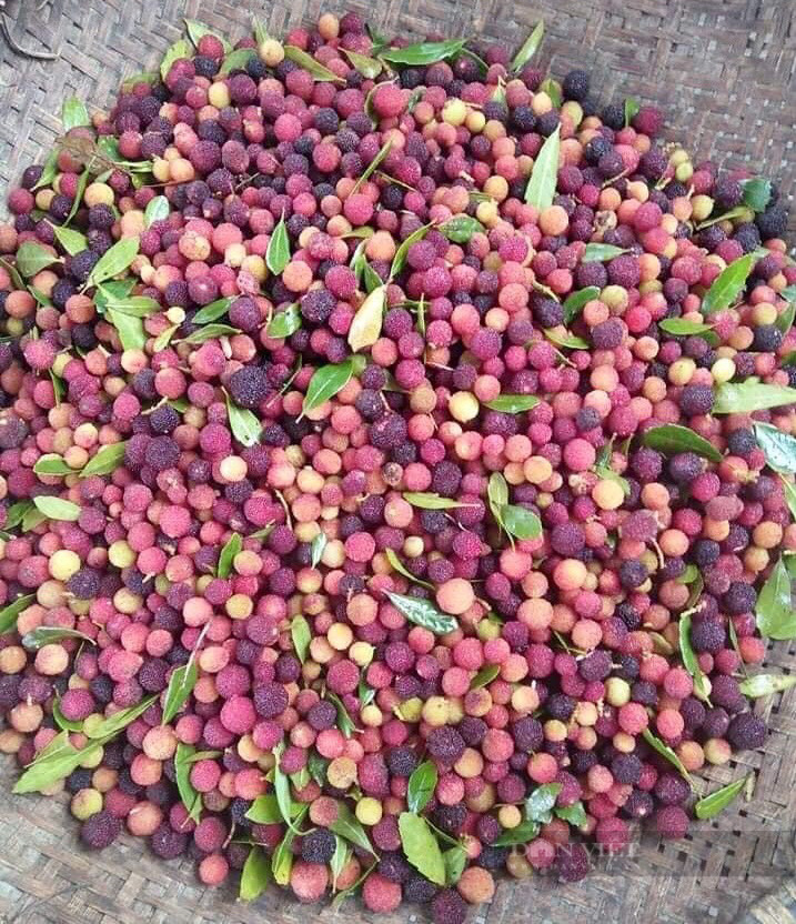 Người dân Quảng Bình săn dâu rừng thu nửa triệu một ngày	 - Ảnh 4.