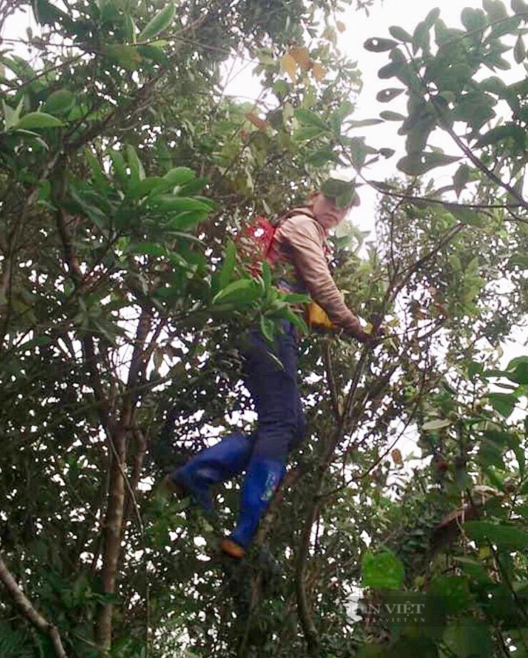 Người dân Quảng Bình săn dâu rừng thu nửa triệu một ngày	 - Ảnh 2.