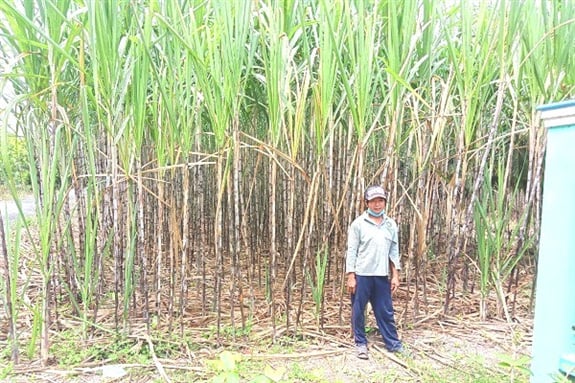 Mía chục nghịch vụ là mía gì mà một ông nông dân Hậu Giang trồng có 1ha mà lãi hơn 150 triệu ngon ơ? - Ảnh 1.