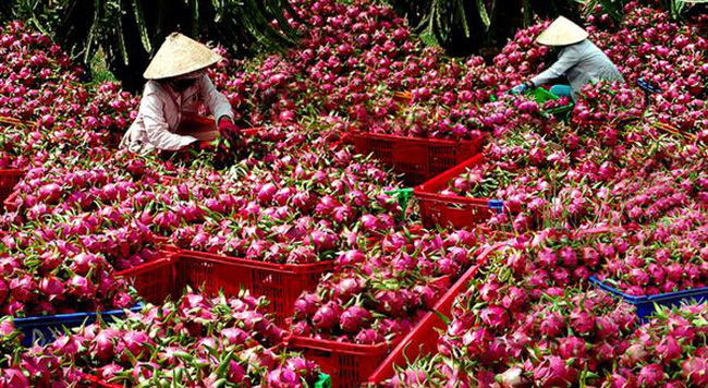 Một mặt hàng chủ lực của Việt Nam xuất sang Trung Quốc giảm thê thảm hàng chục triệu USD - Ảnh 3.