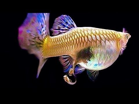 Không những dễ nuôi, những loài cá cảnh này còn &quot;mắn&quot; tới mức đẻ con đàn cháu đống khiến ai cũng mê - Ảnh 2.