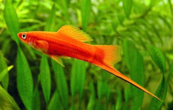 Không những dễ nuôi, những loài cá cảnh này còn &quot;mắn&quot; tới mức đẻ con đàn cháu đống khiến ai cũng mê - Ảnh 5.