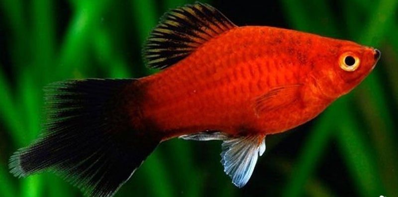 Không những dễ nuôi, những loài cá cảnh này còn &quot;mắn&quot; tới mức đẻ con đàn cháu đống khiến ai cũng mê - Ảnh 7.
