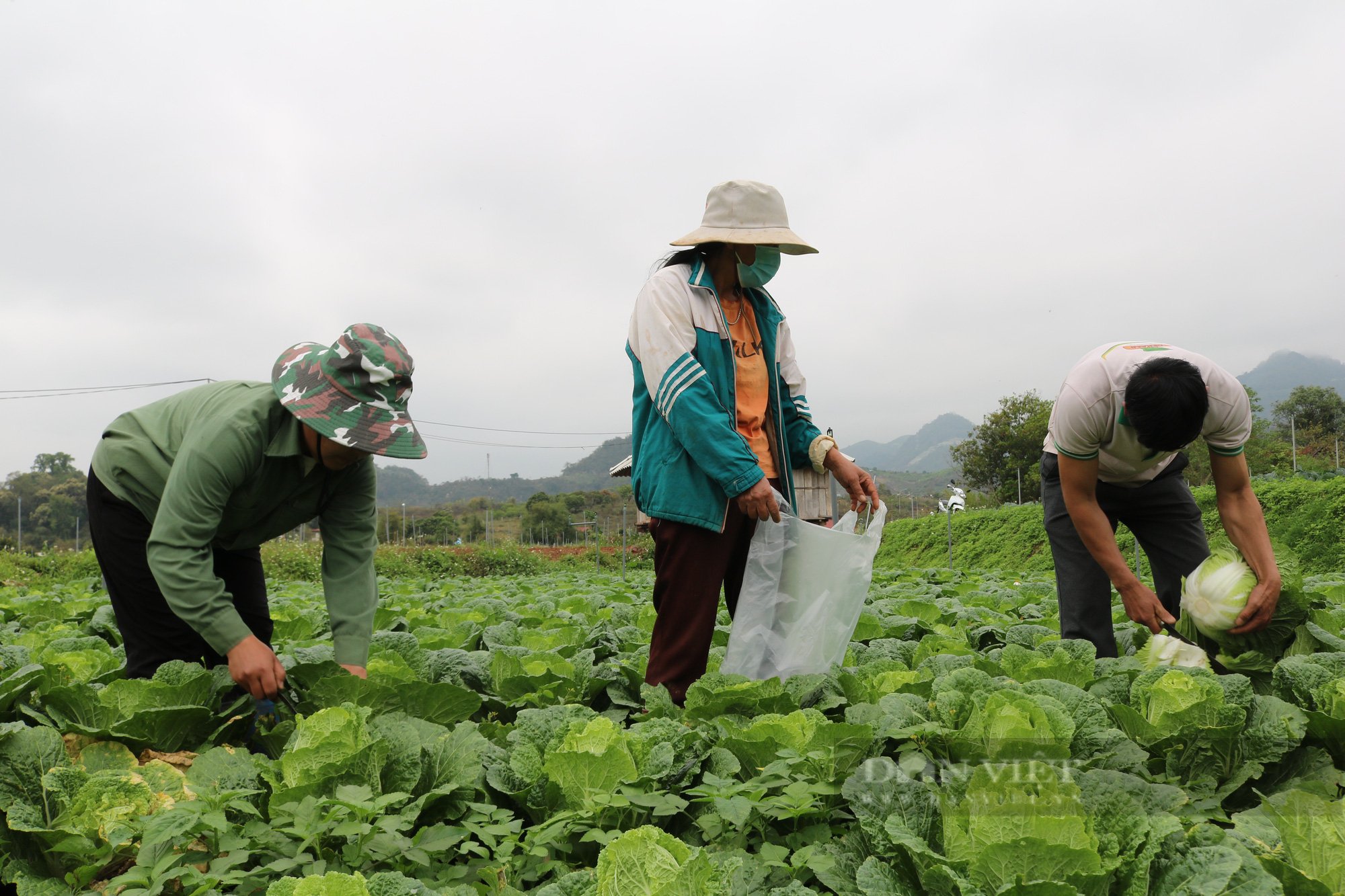 Nông dân Mộc Châu giàu lên nhờ trồng rau an toàn - Ảnh 3.
