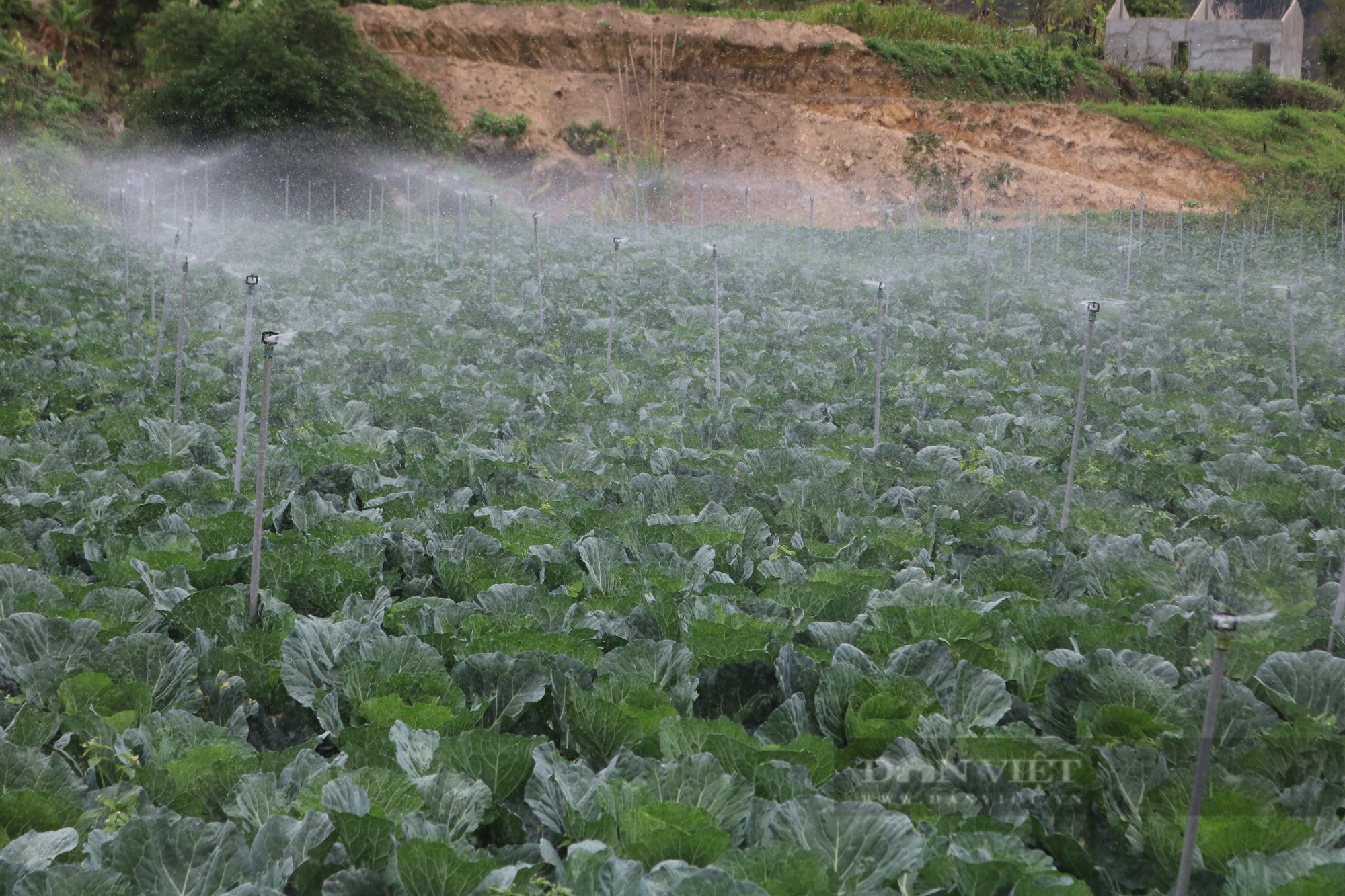 Nông dân Mộc Châu giàu lên nhờ trồng rau an toàn - Ảnh 2.