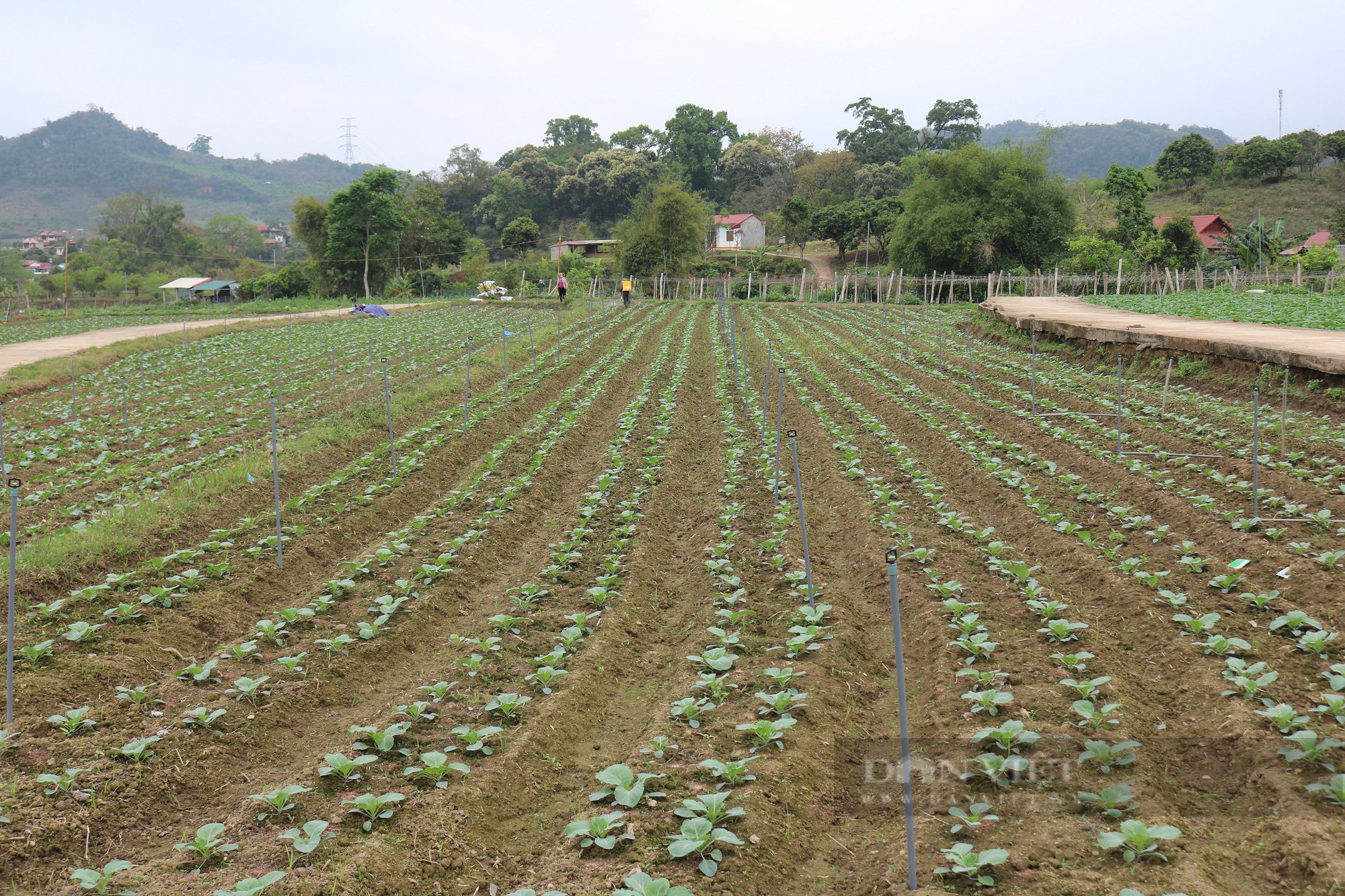 Nông dân Mộc Châu giàu lên nhờ trồng rau an toàn - Ảnh 7.
