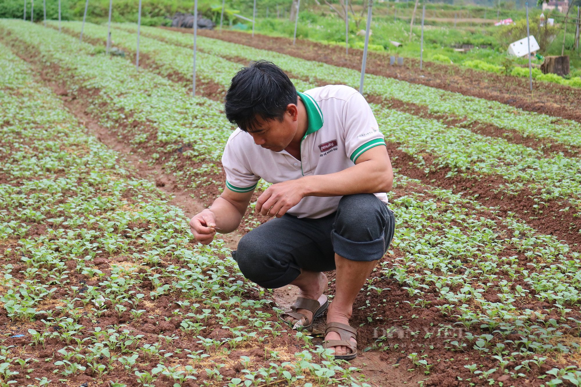 Nông dân Mộc Châu giàu lên nhờ trồng rau an toàn - Ảnh 1.