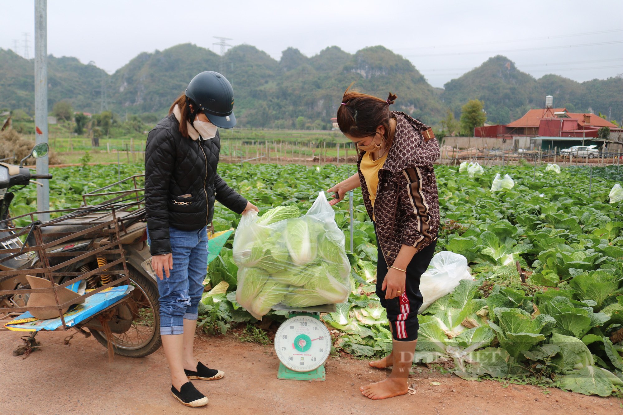 Nông dân Mộc Châu giàu lên nhờ trồng rau an toàn - Ảnh 8.