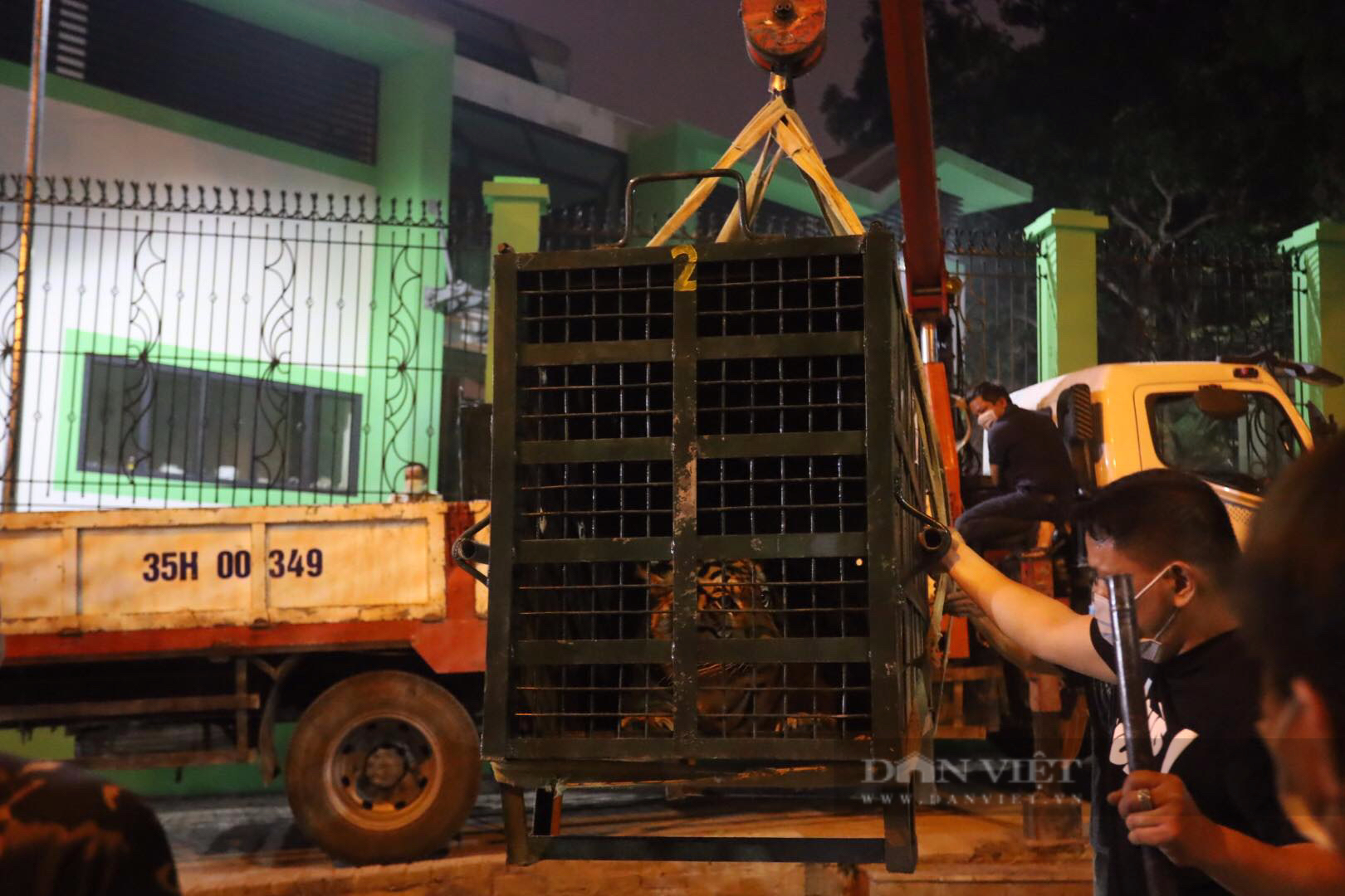 Những hình ảnh đầu tiên về 8 cá thể hổ tại Vườn thú Hà Nội - Ảnh 3.