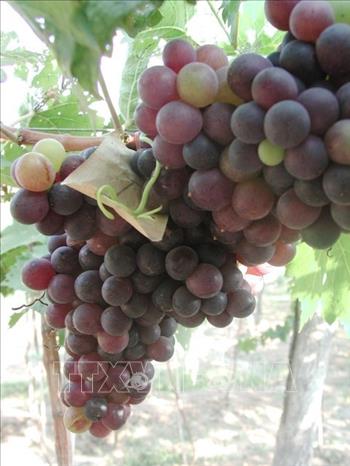 Thử nghiệm thành công hai giống nho không hạt chất lượng cao - Ảnh 2. Thử nghiệm thành công hai giống nho không hạt chất lượng cao - Ảnh 2.