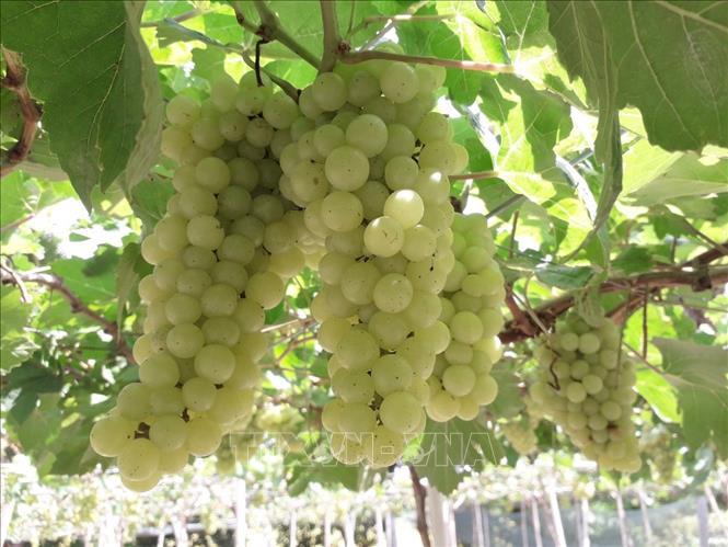 Thử nghiệm thành công hai giống nho không hạt chất lượng cao - Ảnh 1. Thử nghiệm thành công hai giống nho không hạt chất lượng cao - Ảnh 1.