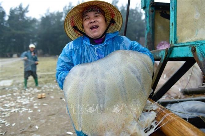 Thanh Hóa: Ngư dân thu nhập khá nhờ khai thác loài vật trong vắt từ biển - Ảnh 2. Thanh Hóa: Ngư dân thu nhập khá nhờ khai thác loài vật trong vắt từ biển - Ảnh 2.