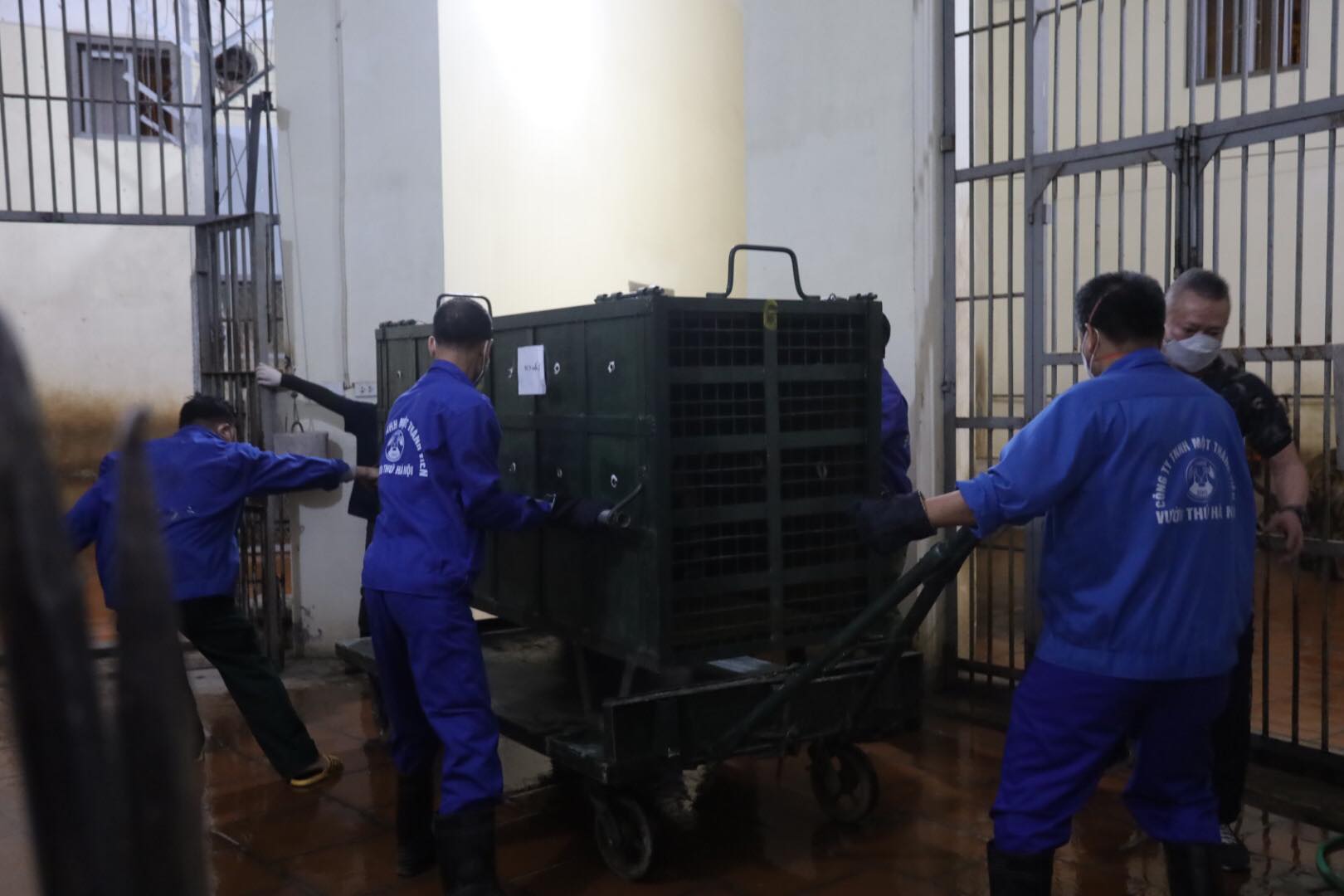 8 con hổ đưa về Vườn thú Hà Nội sẽ được chăm sóc như thế nào? - Ảnh 6.