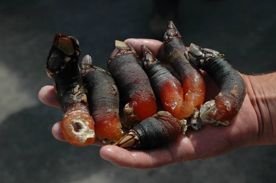 Đặc sản “ngón tay quỷ” có giá 150 euro/kg khiến du khách hết hồn - Ảnh 2.