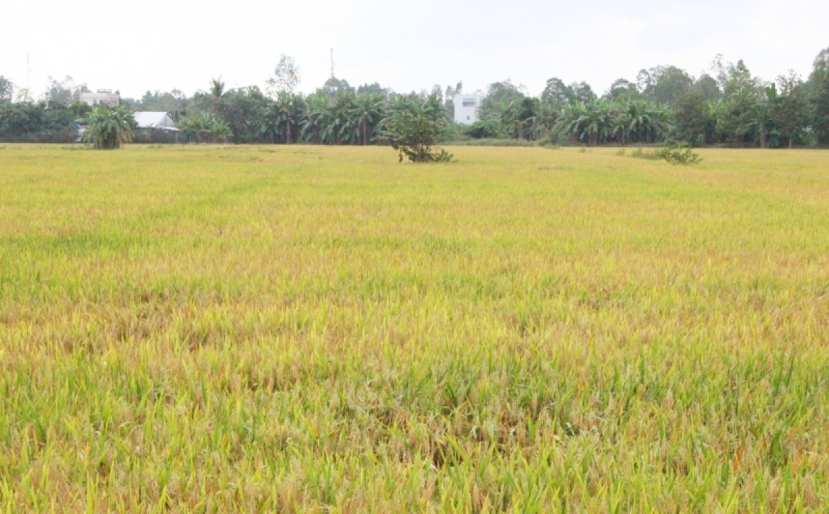 Nông dân lo giá phân bón tăng cao - Ảnh 1.