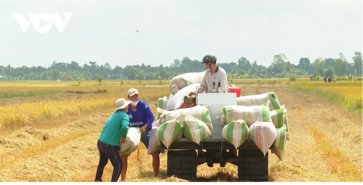 Nông dân lo giá phân bón tăng cao - Ảnh 3.