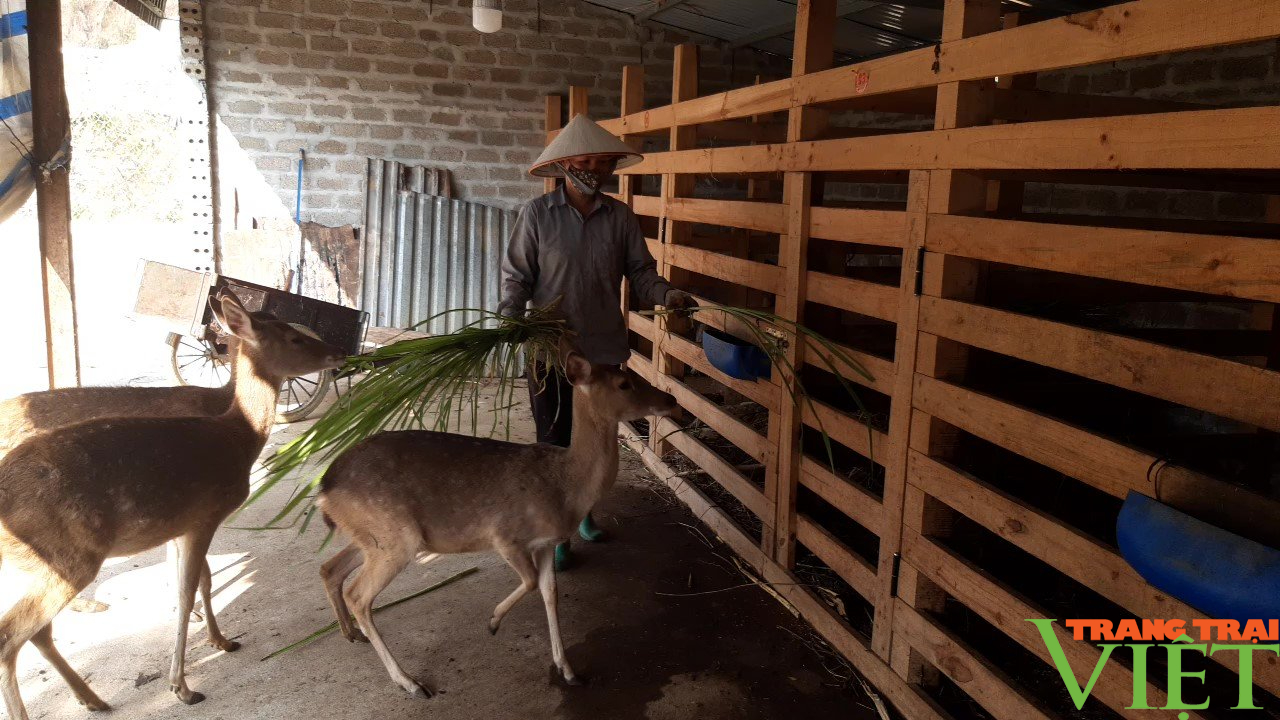 Lai châu: Hội Nông dân phường Quyết Tiến hỗ trợ hội viên, nông dân phát triển kinh tế - Ảnh 2. Lai châu: Hội Nông dân phường Quyết Tiến hỗ trợ hội viên, nông dân phát triển kinh tế - Ảnh 2.
