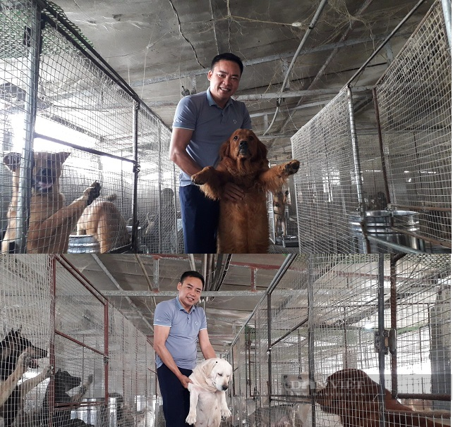 Nuôi đủ loại chó cảnh, anh nông dân Thái Nguyên thu nhập gần tỷ đồng mỗi năm - Ảnh 3.