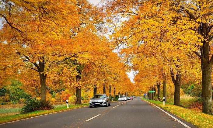 Mùa thu nước Nga lá vàng tuyệt đẹp  - Ảnh 4.