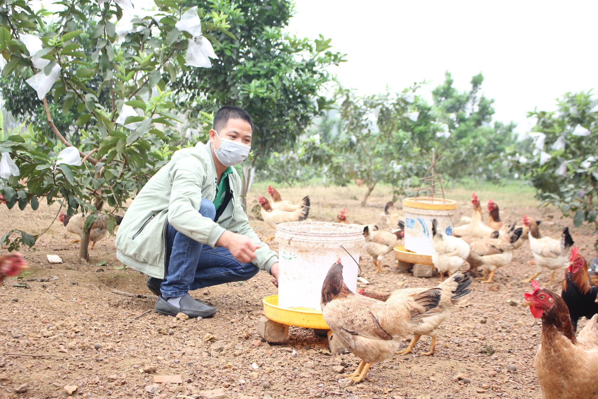 Giá gia cầm hôm nay 8/2: Gà ri, vịt trời hữu cơ 130.000 đồng/kg, vịt super được giá cao - Ảnh 1.