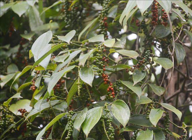 Giá hồ tiêu tăng nhưng nông dân vẫn "rầu hết cả người" - Ảnh 2. Giá hồ tiêu tăng nhưng nông dân vẫn "rầu hết cả người" - Ảnh 2.