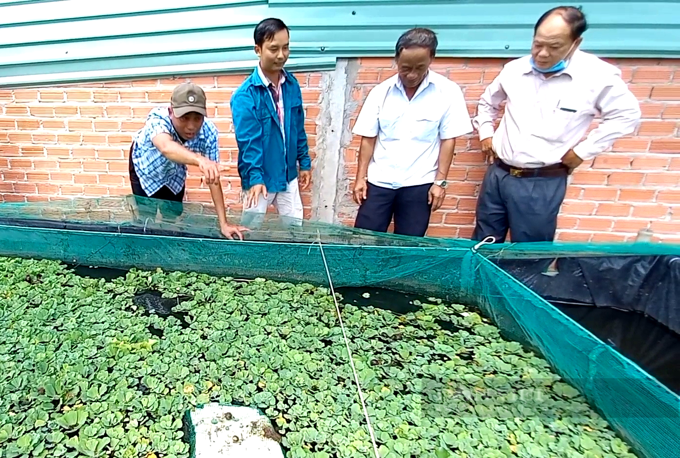 Nuôi đặc sản đặc sệt trong vèo lưới, trai vùng biên bắt bán mãi không vơi - Ảnh 5.
