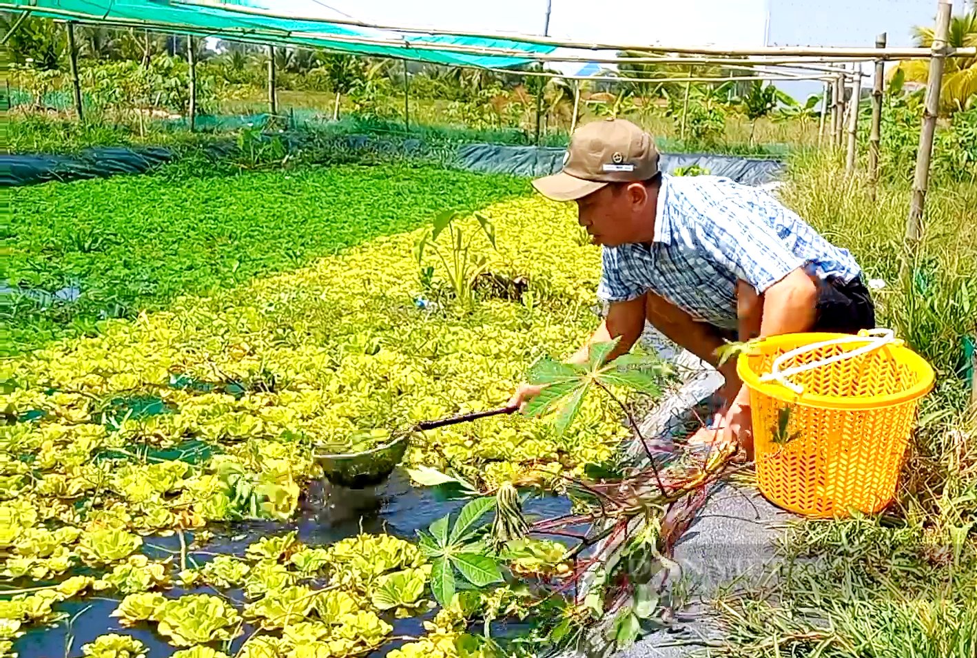 Nuôi đặc sản đặc sệt trong vèo lưới, trai vùng biên bắt bán mãi không vơi - Ảnh 1.