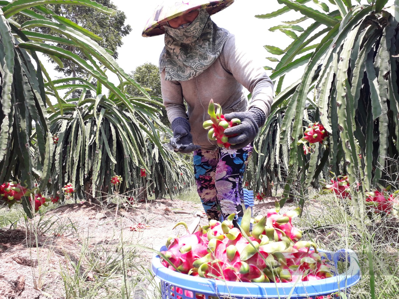 Giá thanh long lọt sàn, mỗi kg bán ra nông dân lỗ 5.000-7.000 đồng - Ảnh 1.