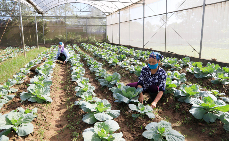Cơ cấu lại ngành nông nghiệp Thủ đô: Đề cao sản phẩm chủ lực - Ảnh 2.