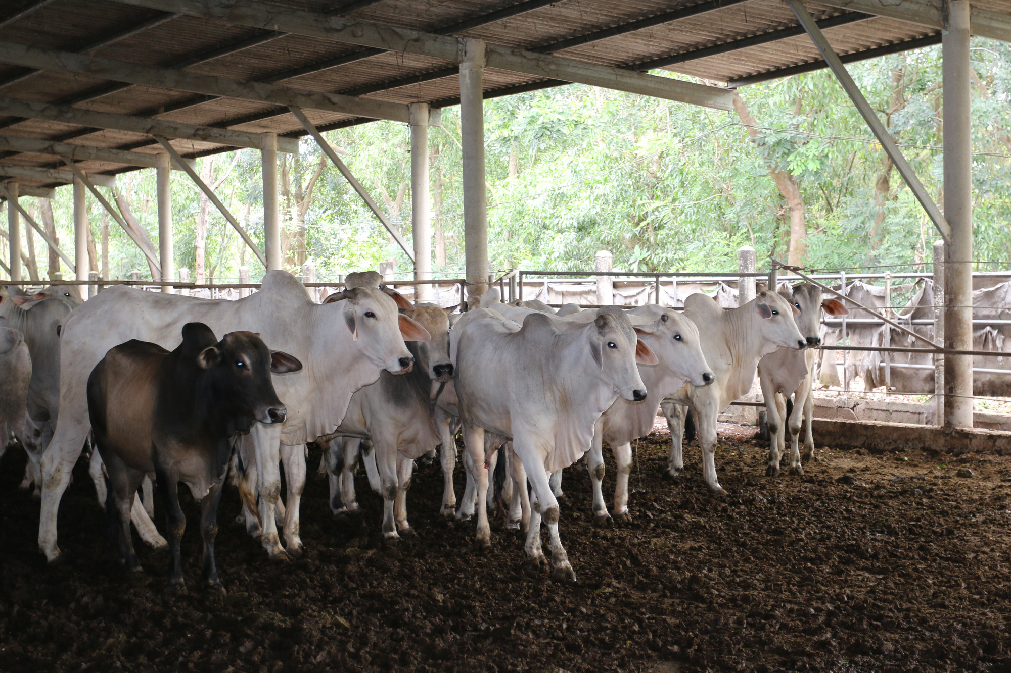 Agribank đồng hành cùng người dân nuôi bò tại huyện Đức Hòa, tỉnh Long An - Ảnh 1. Agribank đồng hành cùng người dân nuôi bò tại huyện Đức Hòa, tỉnh Long An - Ảnh 1.