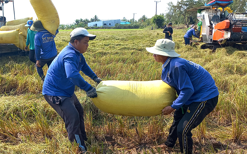 Nghịch lý vụ đông xuân: Lúa năng suất cao nhưng thu nhập nông dân thấp - Ảnh 2. Nghịch lý vụ đông xuân: Lúa năng suất cao nhưng thu nhập nông dân thấp - Ảnh 2.
