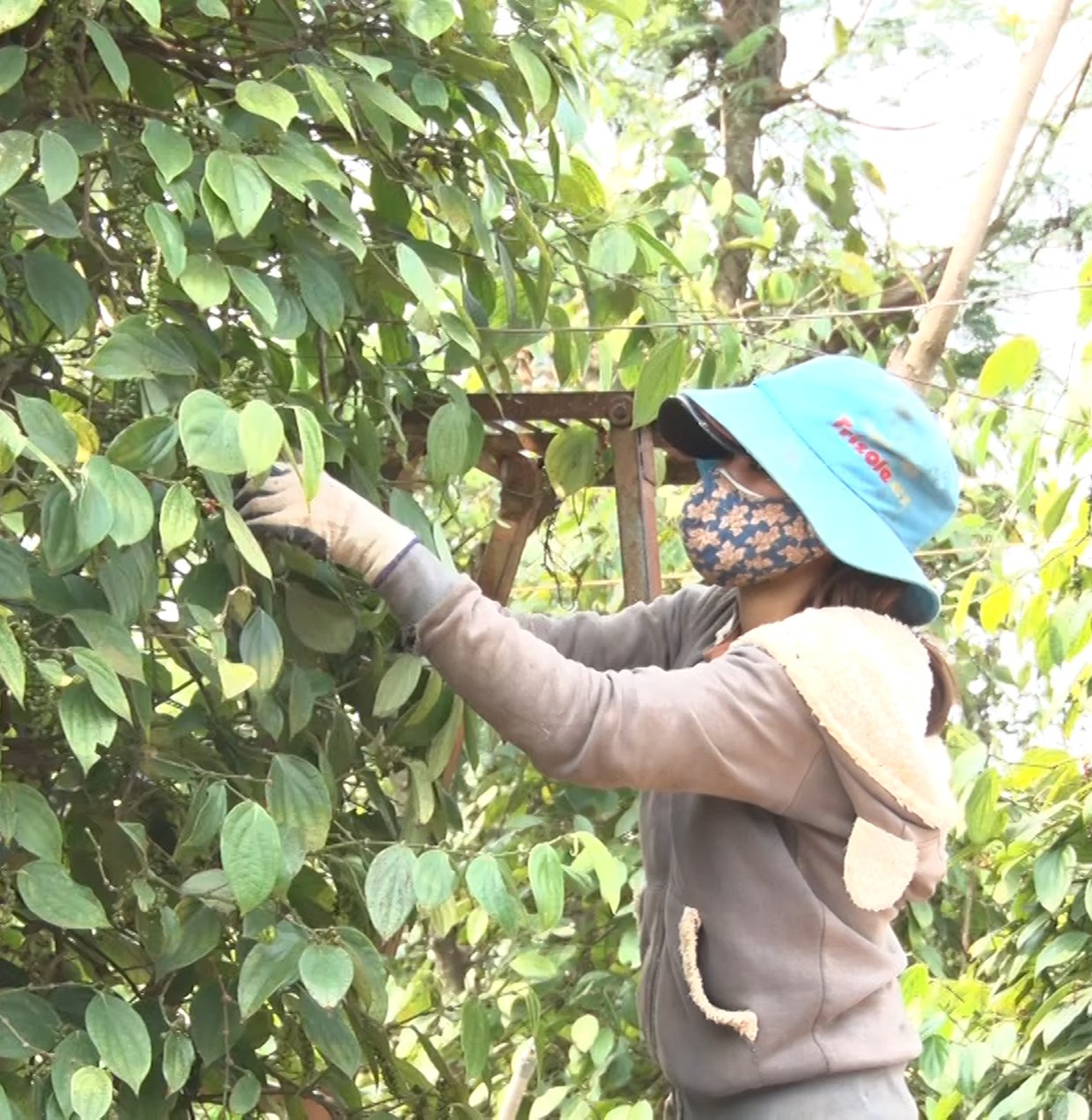 Trồng hồ tiêu trúng mùa, giá tiêu bán cao, thu tiền tỷ vì sao vẫn có nông dân Gia Lai kêu không lãi nhiều?  - Ảnh 1.