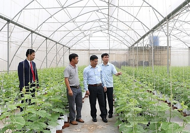 Bắc Giang: Nông dân Hiệp Hòa trồng rau, chăn nuôi gà công nghệ sinh học thu 15 tỷ mỗi năm  - Ảnh 1.