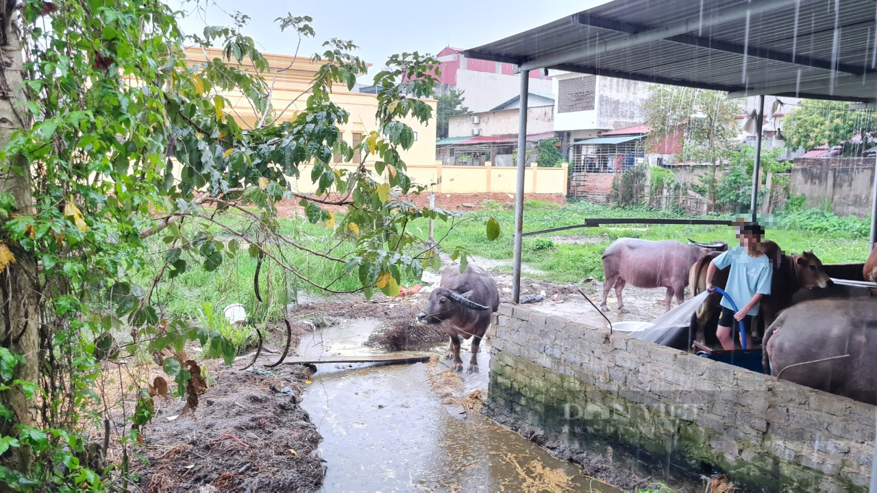 Yên Bái: Chăn nuôi, giết mổ gia súc gây ô nhiễm nghiêm trọng giữa lòng thị xã du lịch - Ảnh 2.