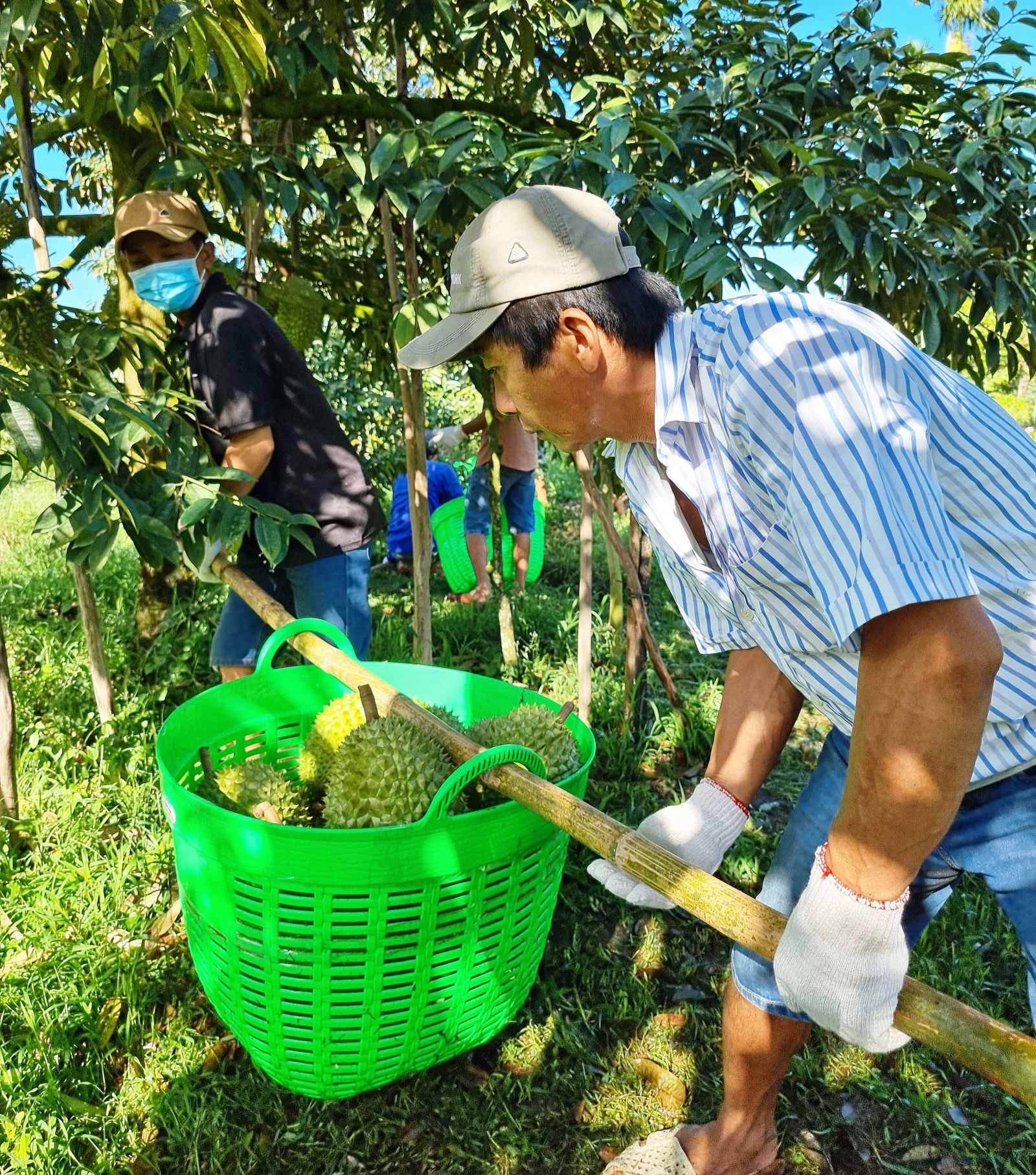 Để vườn cây ăn trái phát triển bền vững - Ảnh 1.