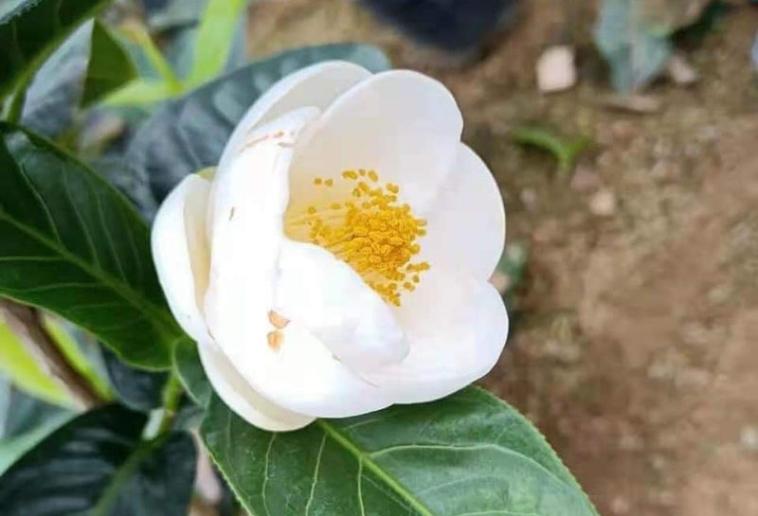 Bạch Hải Đường là hoa gì mà bỗng nhiên sốt giá, nửa tỷ đồng 1 cây bé tí, được săn lùng ráo riết? - Ảnh 4.
