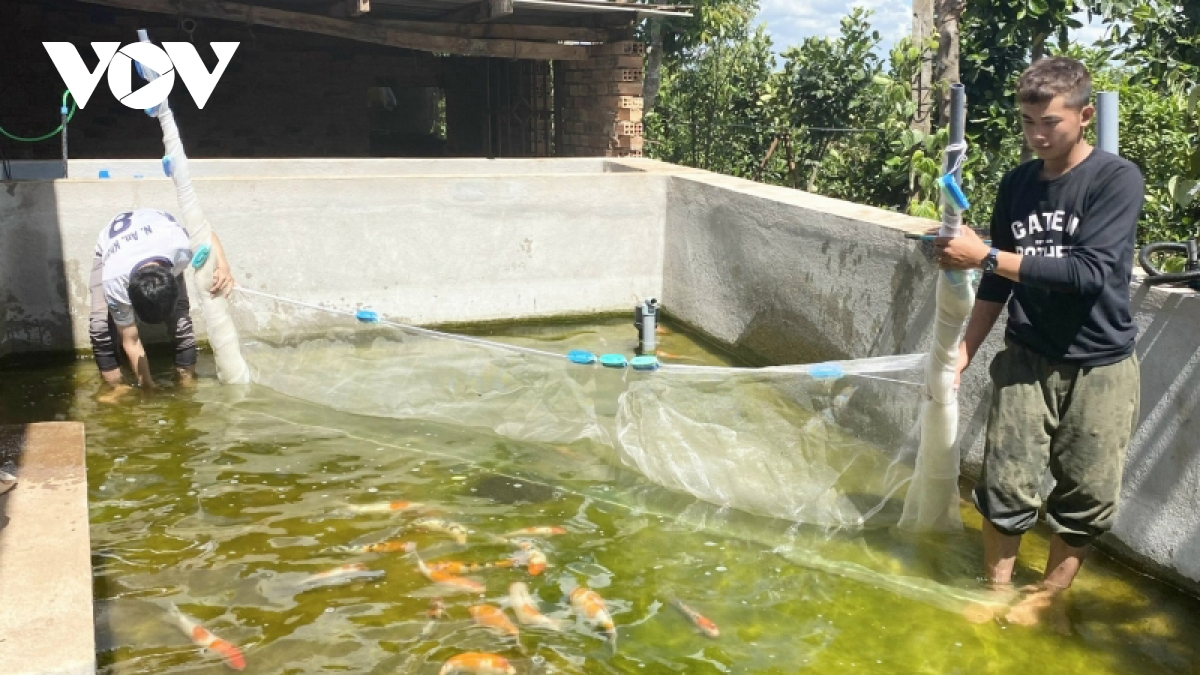 Nuôi cá Koi, thanh niên phố núi kiếm tiền tỷ mỗi năm - Ảnh 2. Nuôi cá Koi, thanh niên phố núi kiếm tiền tỷ mỗi năm - Ảnh 2.