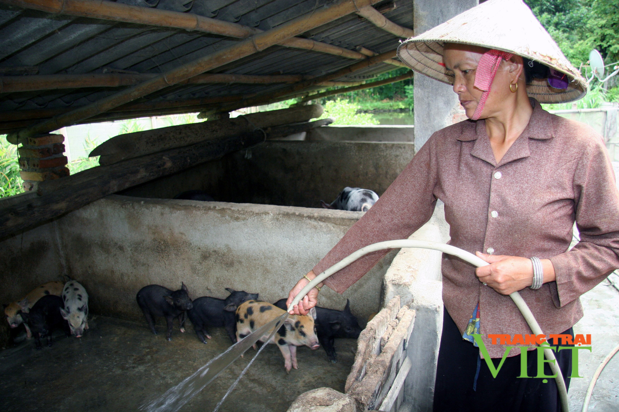 Phong trào thi đua sản xuất kinh doanh giỏi ở Mường Cang - Ảnh 4. Phong trào thi đua sản xuất kinh doanh giỏi ở Mường Cang - Ảnh 4.